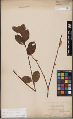 Foto von Salix aurita L. x Salix caprea L.